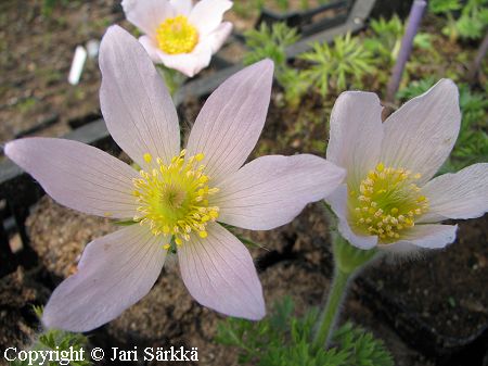 Pulsatilla vulgaris 'Perlen Glocke', tarhakylmänkukka